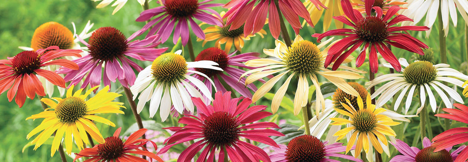 Coneflowers